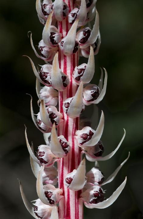 Allotropa virgata 3192.jpg - Flora of the Siskiyou